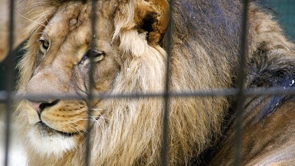 Afrique du Sud : l&rsquo;élevage de lions en captivité pour la chasse va être interdit