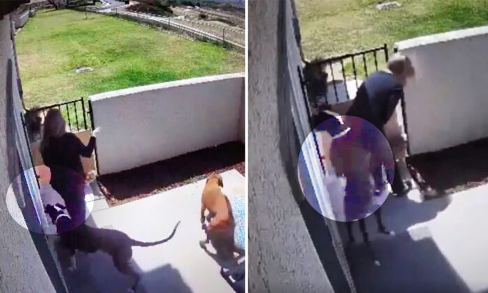 Un chien loyal se fait mordre par un serpent à sonnette pour sa maîtresse et se rétablit