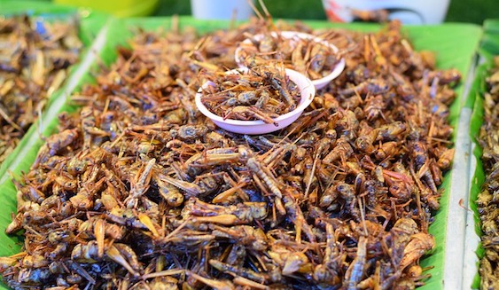 L&rsquo;Union européenne accorde son feu vert à la consommation des « vers de farine »