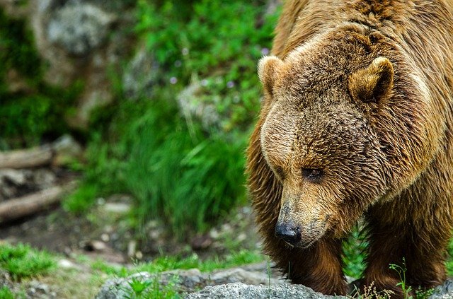 [Vidéo] Des randonneurs filment des ours des Pyrénées en Ariège, deux rencontres exceptionnelles la même semaine