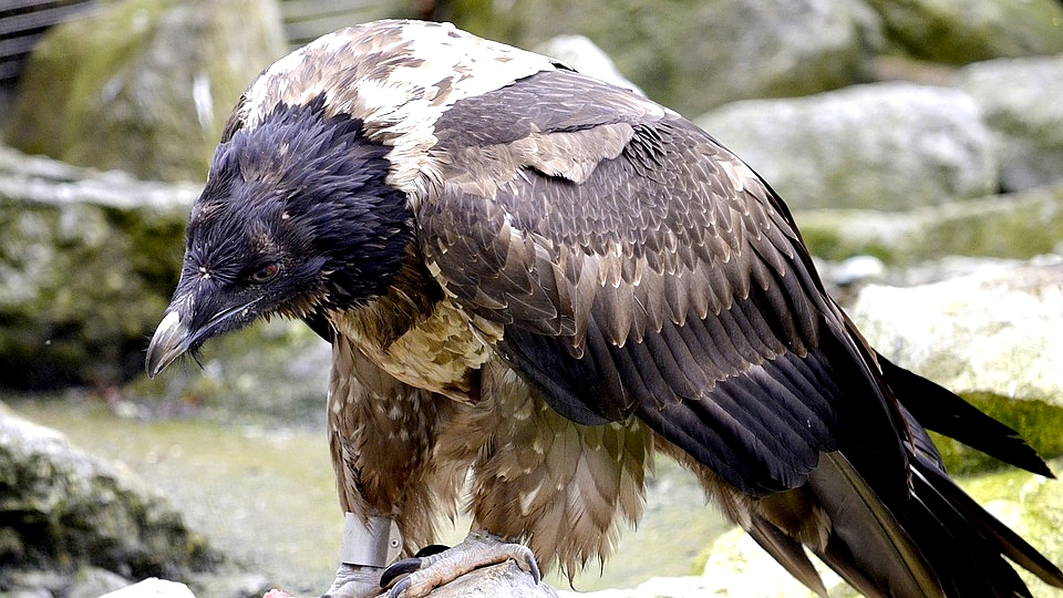 Autriche : un vautour amputé reçoit une prothèse et devient le premier oiseau bionique