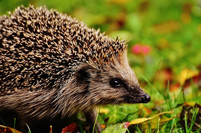 Protection des hérissons : les habitants de Caen invités à leur faire des tunnels pour passer de jardin en jardin