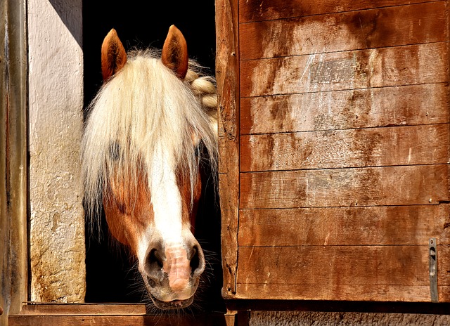 Normandie : dormir au milieu des chevaux dans ce gîte atypique
