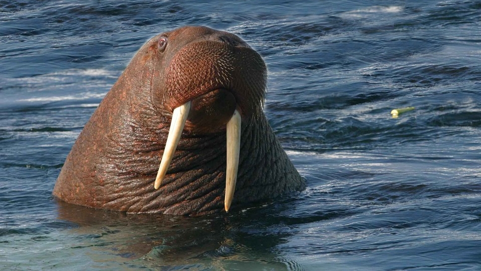 Royaume-Uni: une ville annule son feu d&rsquo;artifice du Nouvel An pour protéger un morse