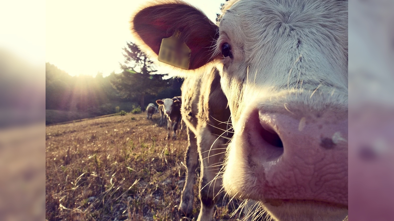 Seize vaches foudroyées lors d&rsquo;un violent orage dans le Jura