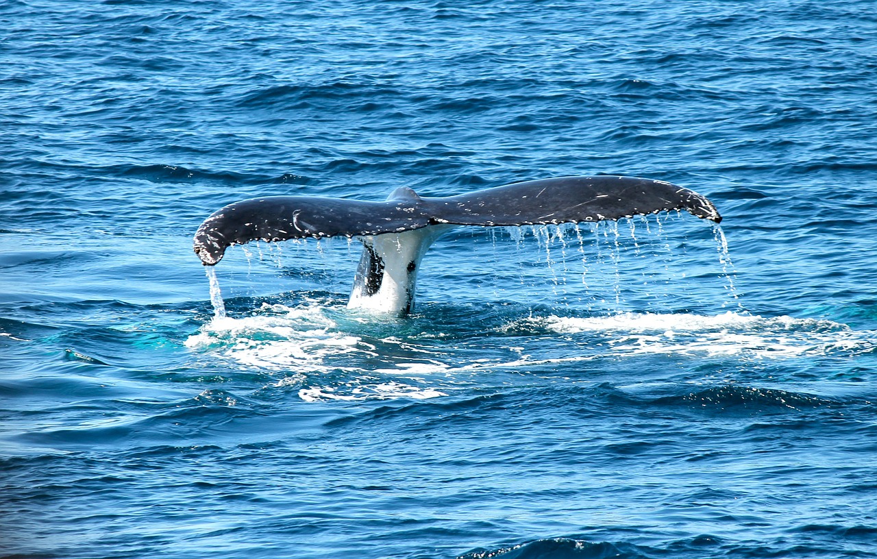 Sur le littoral landais, une baleine est retrouvée avec 16 kg de plastiques dans le ventre