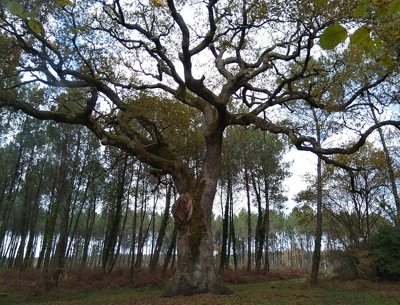 Les chênes de nos forêts françaises partent en Chine