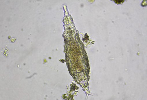 Congelé pendant 24.000 ans dans le  permafrost en Sibérie, un animal microscopique revient à la vie