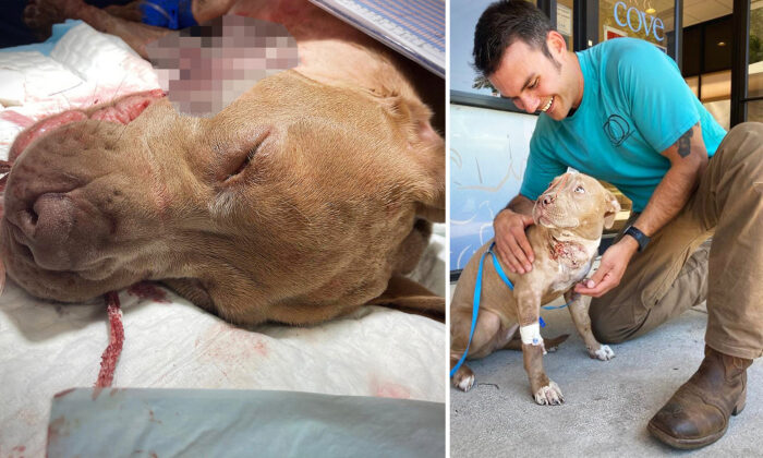 Un homme trouve un pitbull poignardé 7 fois caché sous son camion et lui donne un nouveau foyer