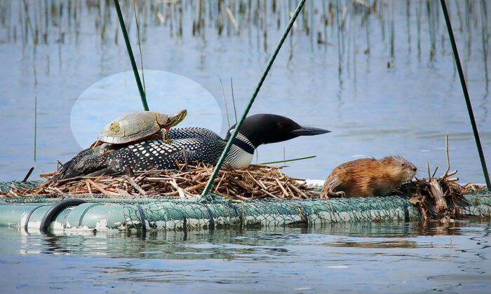Un photographe prend une photo étonnante d&rsquo;une tortue sur le dos d&rsquo;un huard, sur un lac du Minnesota