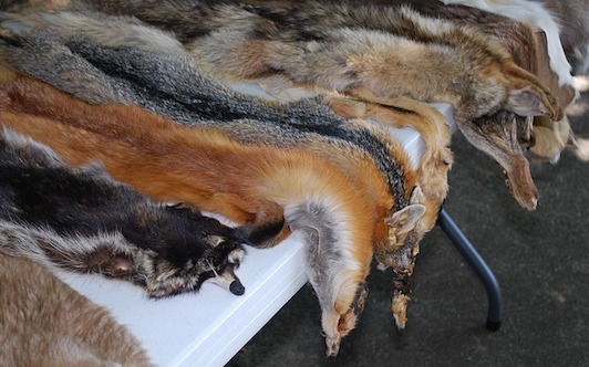 Israël : premier pays à interdire le commerce de la fourrure animale pour la mode