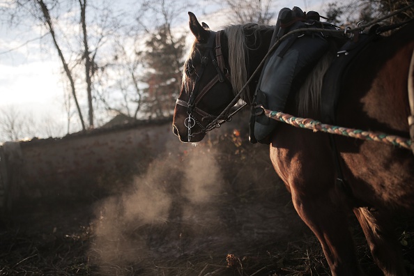 Dans la Manche, deux maraîchers travaillent la terre avec leurs chevaux: « Nous avons un grand respect pour le sol »