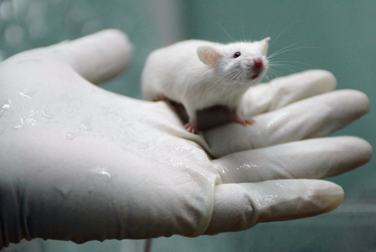 Le cas des rats mâles qui donnent naissance reflète la nécessité de réglementer les biotechnologies