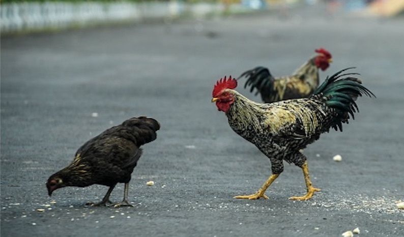 [Vidéo] Val-d&rsquo;Oise : un automobiliste incrédule bloqué par des poules à Pontoise à 4h du matin