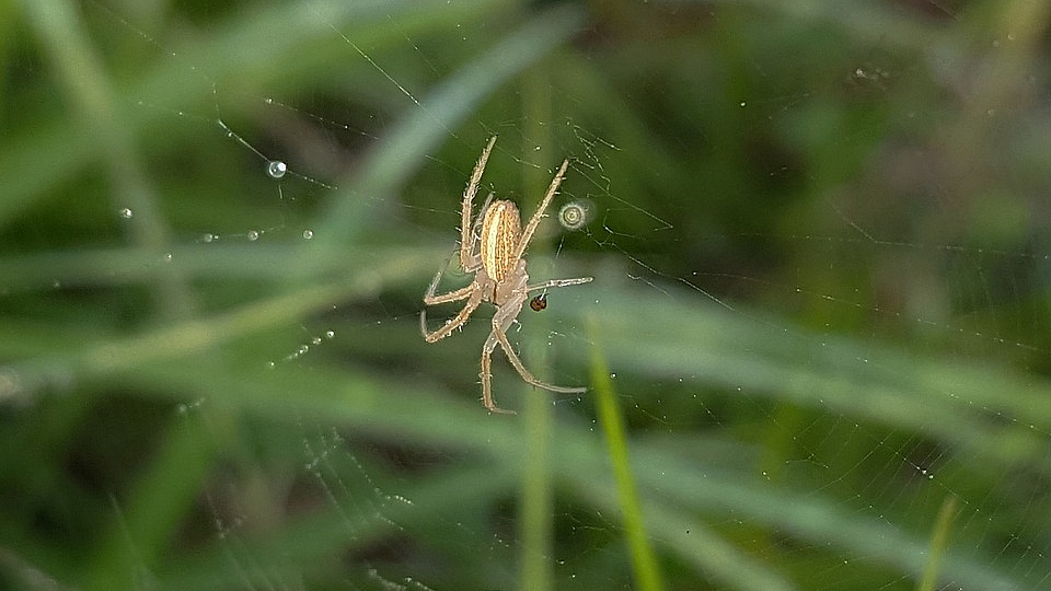 Pas-de-Calais : une araignée encore jamais vue en France découverte à Saint-Josse-sur-Mer