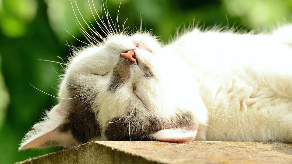 Leur chat revient chez eux après deux ans d&rsquo;absence, un retour inespéré