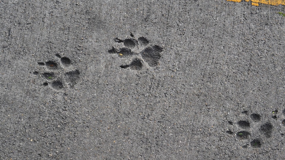 Seine-Maritime : une jeune fox-terrier parcourt 100 km pour retrouver sa famille d&rsquo;adoption