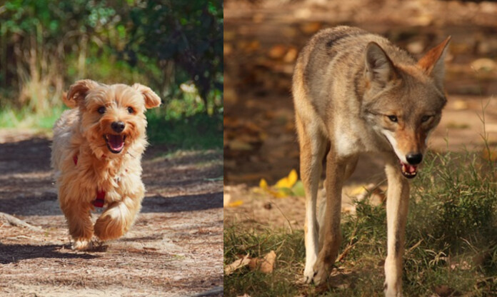 [Vidéo] Un yorkshire héroïque sauve une fillette de l&rsquo;attaque d&rsquo;un coyote