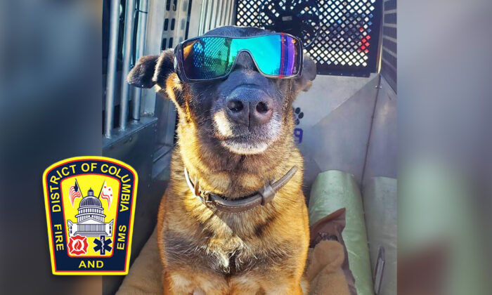 Un chien de sauvetage localise un homme coincé sous les décombres après l&rsquo;effondrement d&rsquo;un immeuble et conduit les sauveteurs jusqu&rsquo;à lui