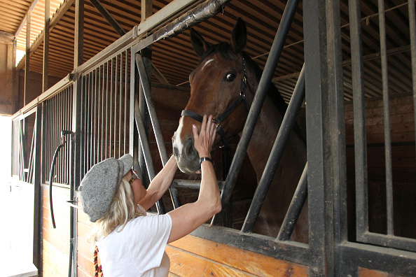 Isère : un cheval de 500 kilos coincé sur un pont en bois a été sauvé par les pompiers