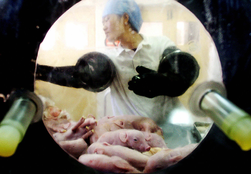 Des scientifiques chinois produisent des porcs génétiquement modifiés pour des transplantations humaines