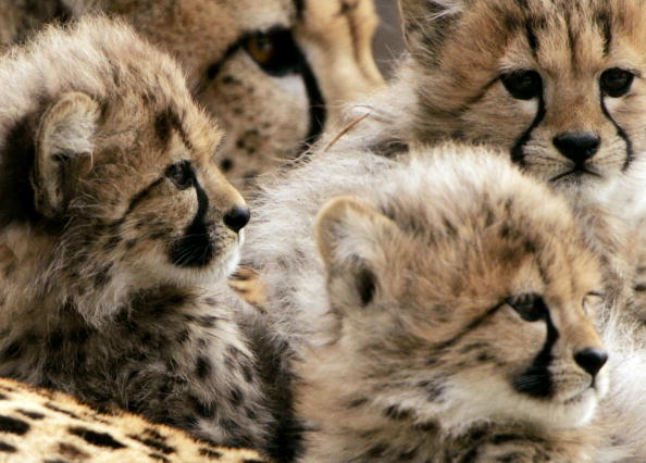 Charente-Maritime : trois bébés guépards sont nés au zoo de La Palmyre