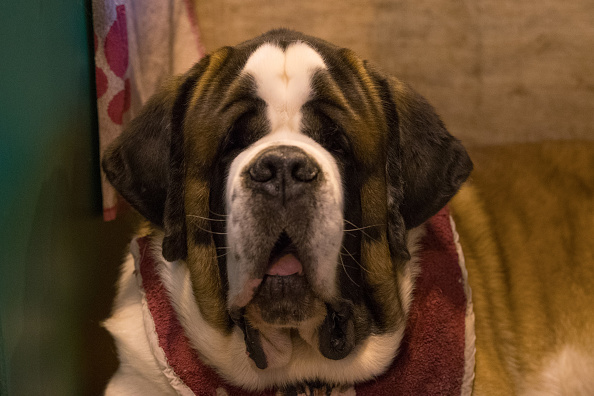 Ariège : un chien Saint-Bernard de 75 kg fait une chute de 10 mètres, il est secouru par les hommes du PGHM