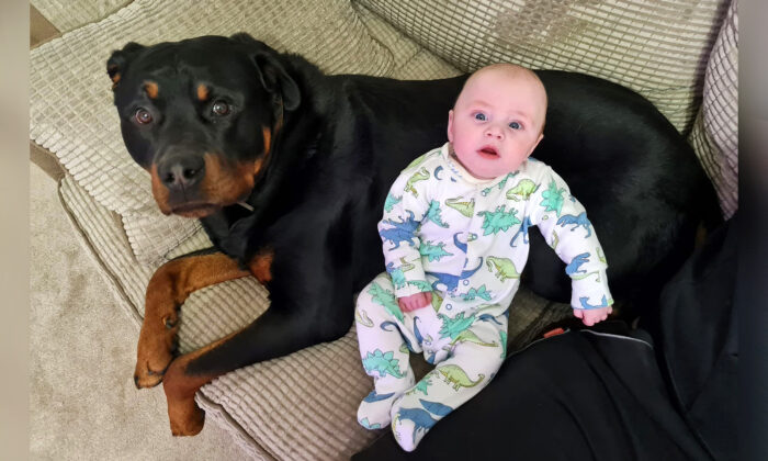 Une maman dit que son petit garçon et son gros rottweiler ont le lien le plus mignon et le plus parfait qui soit