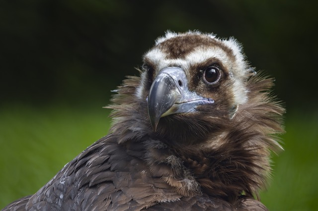 Rhône : surpris par les vents, un jeune vautour de 3 mètres d&rsquo;envergure n&rsquo;arrive pas à regagner le parc de Courzieu