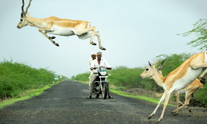 Un photographe prend en photo d&rsquo;antilopes qui semblent sauter par-dessus un motocycliste alors que le troupeau traverse la route dans un élan impressionnant