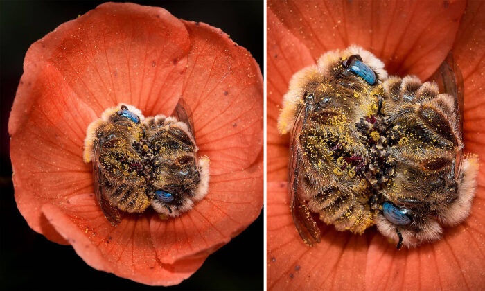 Un photographe capture d&rsquo;étonnantes abeilles aux yeux bleus dormant dans les fleurs orange du désert de l&rsquo;Arizona la nuit.