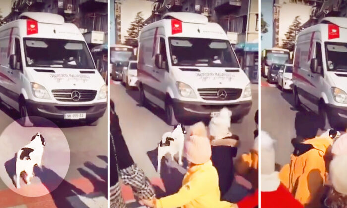 Un chien aide les écoliers à traverser la rue et cela devient viral