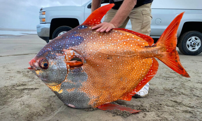 Une bénévole nettoyeuse de plage trouve un énorme lampris-lune de 45 kg échoué – les photos deviennent virales