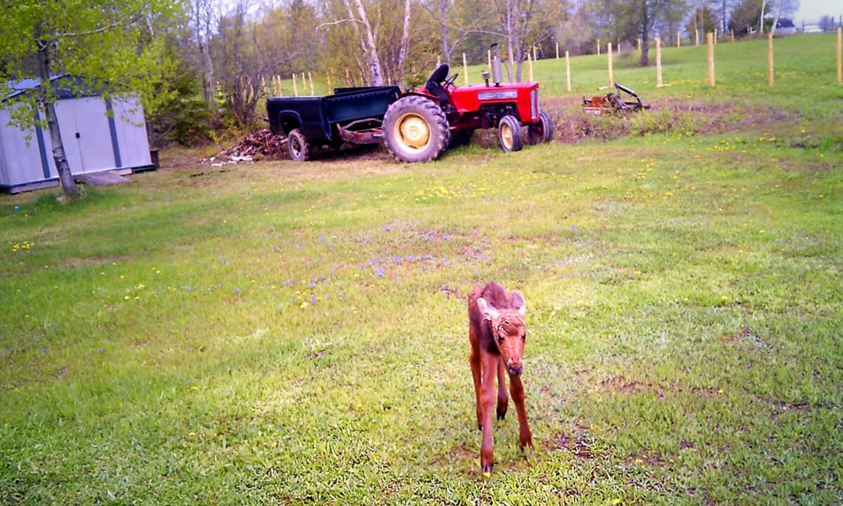 Un petit élan perdu s&rsquo;aventure dans une cour après que sa mère a été effrayée par une voiture ; une femme le conduit vers un élan adulte qui l&rsquo;« adopte »