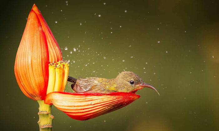 Un photographe capture la scène féerique d&rsquo;une femelle souimanga siparaja prenant un bain de rosée dans un pétale de fleur