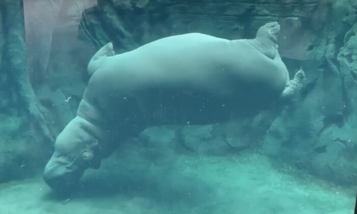Une vidéo adorable montre Fiona, une hippopotame née prématurément, en train de s&rsquo;exercer au ballet aquatique