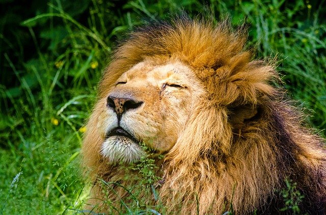 « On ne savait pas si on allait pouvoir le sauver » : le lion Jon au passé douloureux est un miraculé