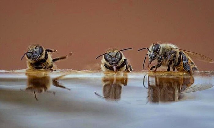 Une photo hilarante montre trois abeilles en train de boire, de « raconter des blagues » et de « tomber de leur chaise en riant »