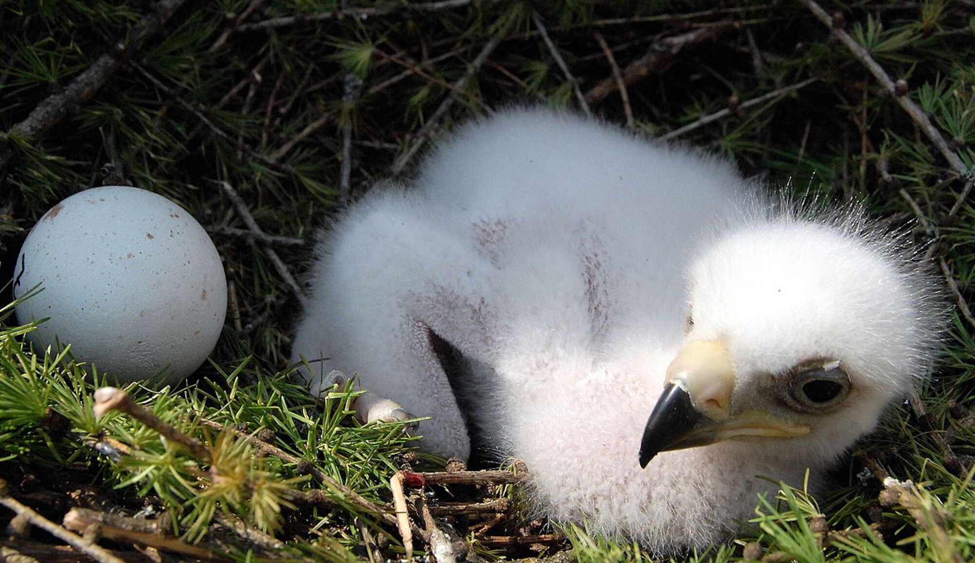 Gard : après 70 ans d&rsquo;absence, l&rsquo;aigle royal est de retour dans une réserve naturelle à Sumène