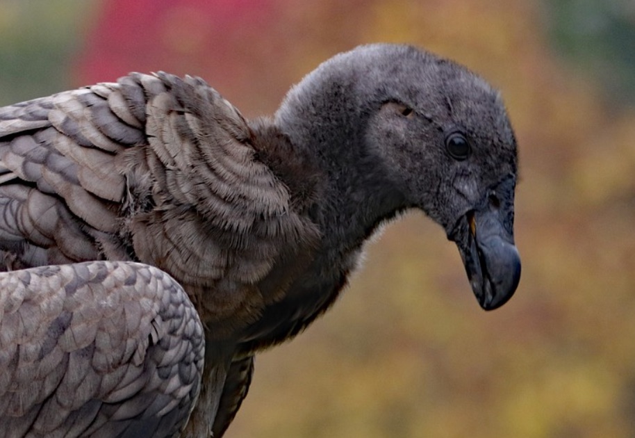 Lot : naissances exceptionnelles de deux bébés condors au Rocher des aigles à Rocamadour, « un exploit et une joie immense »