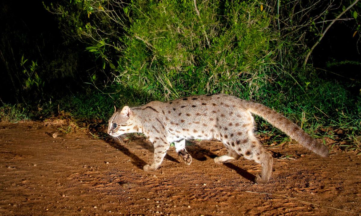 Un photographe pose des pièges à caméra pour réaliser des photos de chats rubigineux, de léopards et autres animaux exotiques vivant en Inde