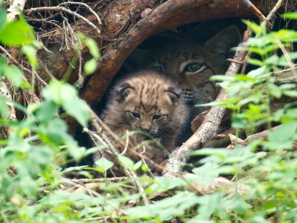 Massif vosgien : deux lynx sont nés ce printemps, une première depuis le XVIIe siècle