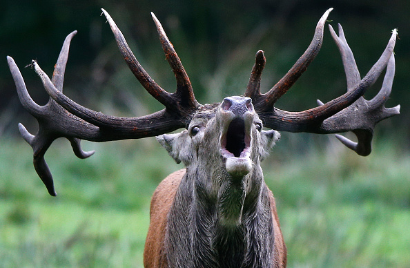 Jura : le cerf Vincent, photographié après avoir disparu des radars pendant plusieurs mois