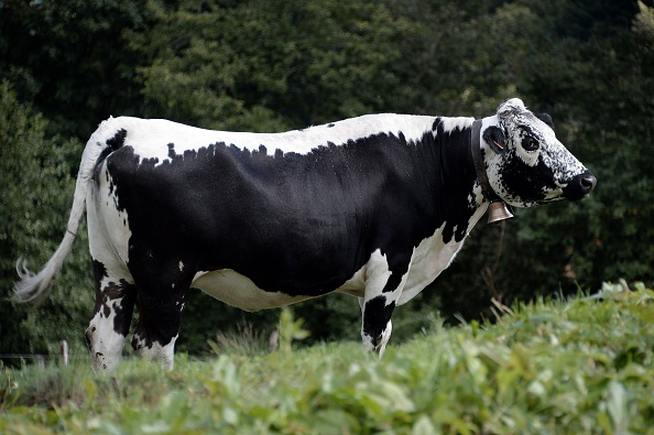 Loire : une vache fugue et échappe à l’abattoir grâce à l’intervention des pompiers