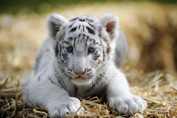 Saône-et-Loire : naissance inattendue d&rsquo;un tigreau blanc au Touroparc Zoo