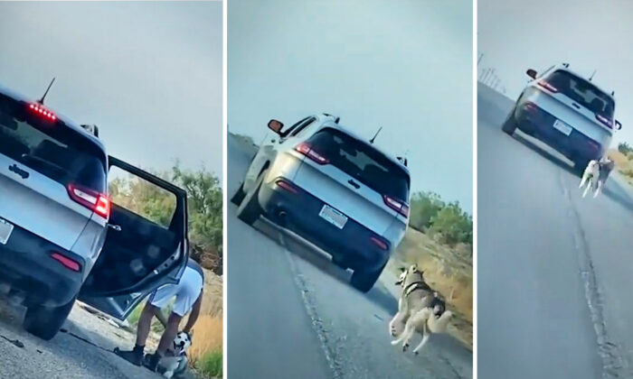 Une vidéo montre un husky courant après la voiture de son propriétaire après avoir été abandonné sur le bord de la route ; une famille lui donne un nouveau foyer