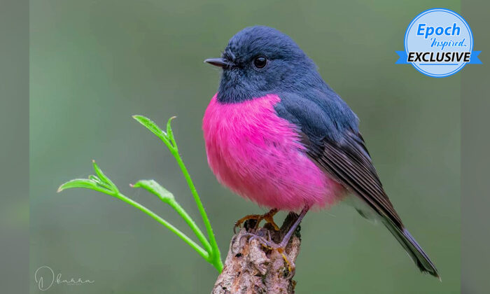 Un photographe australien prend en vidéo un insaisissable miro incarnat dans la forêt tropicale australienne