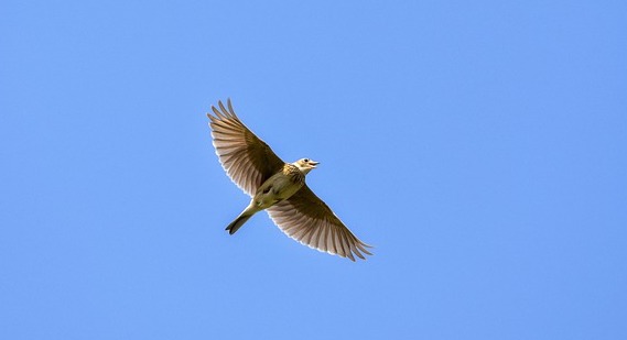 Protection des animaux : des chasses traditionnelles d&rsquo;oiseaux jugées « illégales » par le Conseil d&rsquo;État