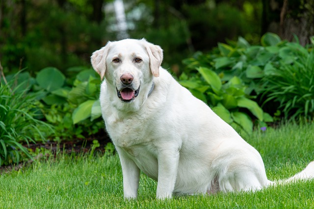 Côte-d&rsquo;Or : le chien Fripouille, mascotte d&rsquo;un Ehpad, se lance sur Twitter et raconte sa vie à la maison de retraite
