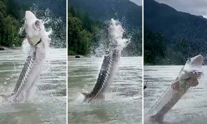 Un guide de pêche filme un esturgeon de 3 mètres de long et 180 kg sautant « au-dessus » de leur tête sur le fleuve Fraser